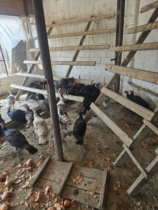 Индюк тер сатылады