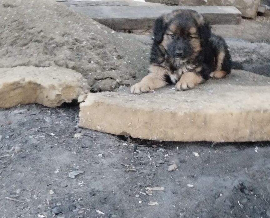 Щенок мальчик в частный дом