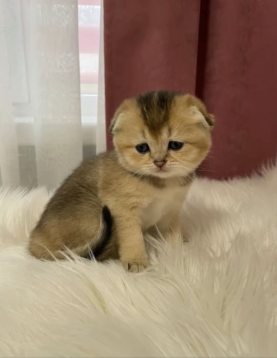 Золотая шиншилла котенок