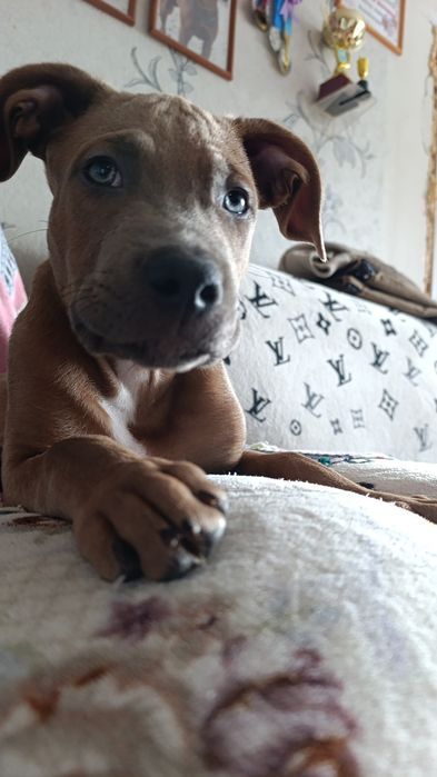 Готовятся к продаже.