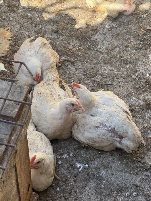 Продавам домашни бройлери