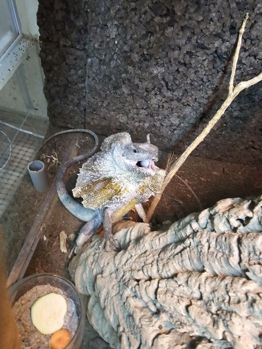 Chlamydosaurus kingii/ frilled dragon