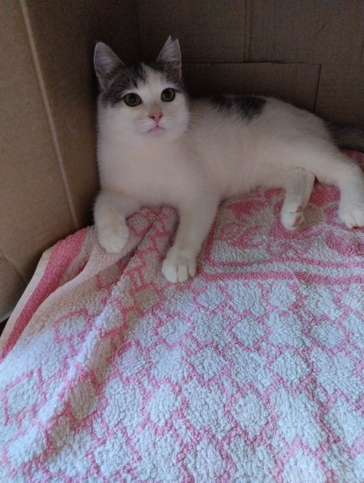 Кошечка ищет дом