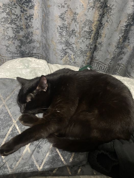 Котик в добрые руки