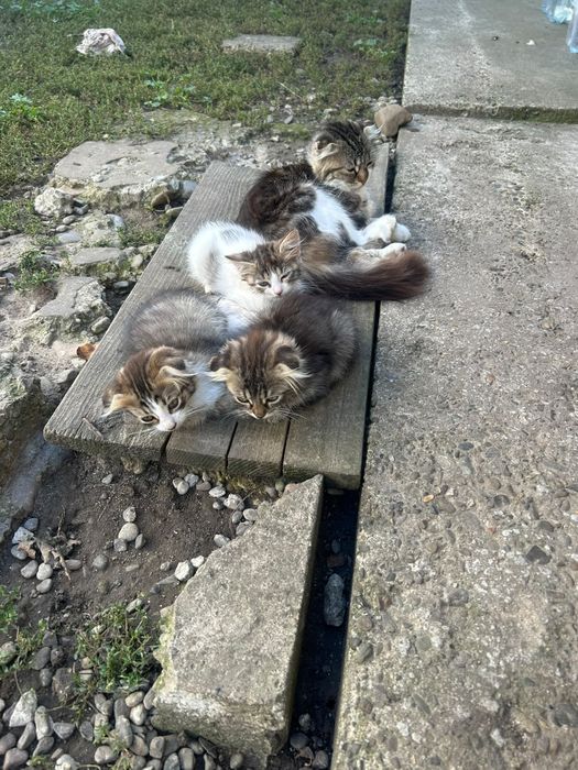 Pisici spre adopție