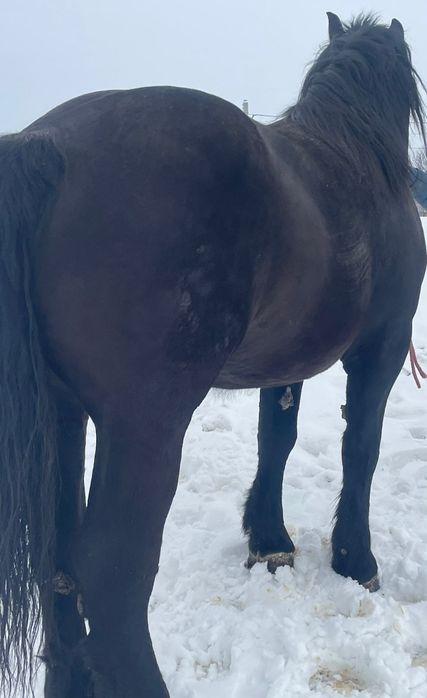 Mânză neagră de 3 ani