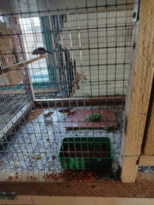 Продам попугаев и амадинов