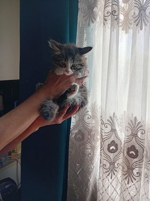 Котята 1,6 месяцев