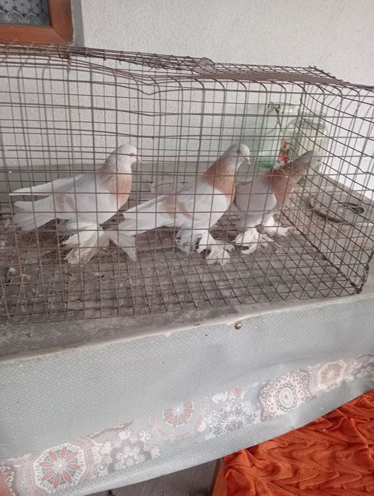 Голуби бойные породные