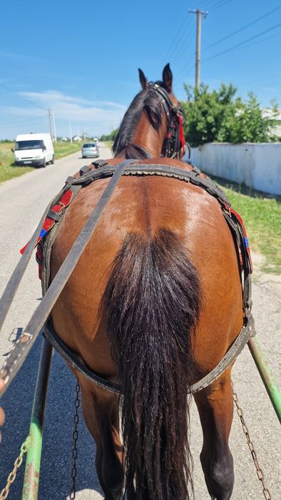 Vand cal de căruță cuminte