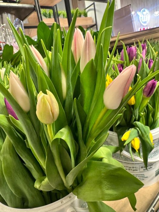 Тюльпаны к 8 марта