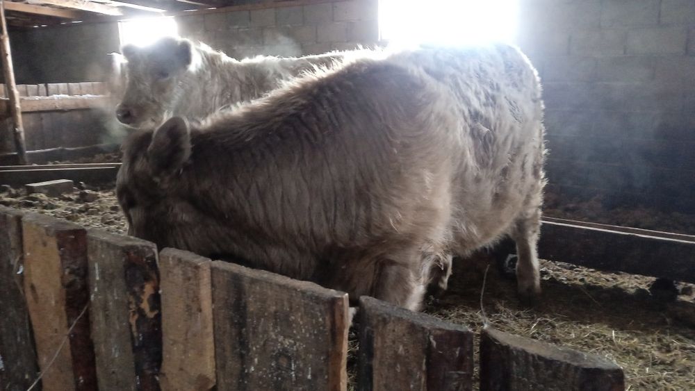 Продам 3 бычков годовалых