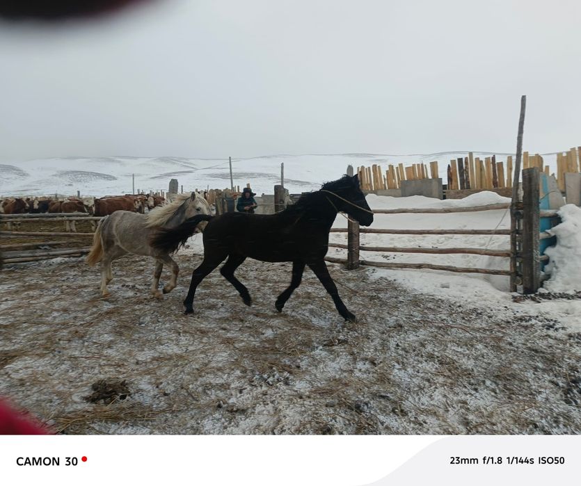 Айғыр сатылады. Үйірде жақсы қайырады.