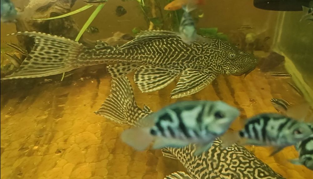 Плекостомусы сомы