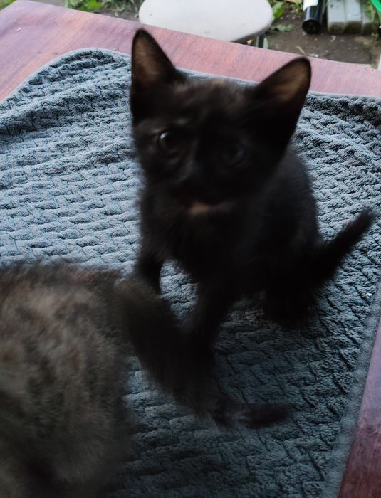 Отдам котят в хорошие руки