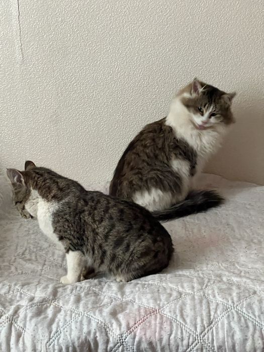 Отдам в добрые руки