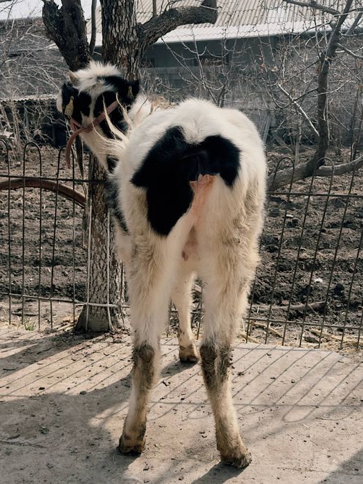 Хўнажин сотилади