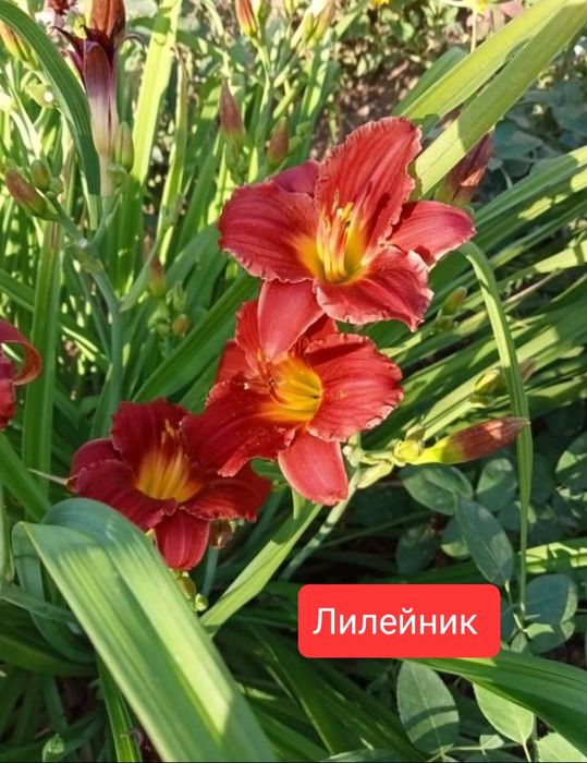 Клематис, Сирень, Лилейник