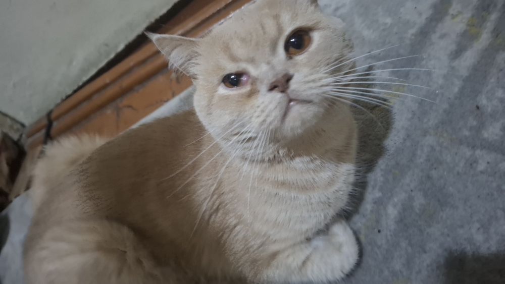 Отдается к хорошие руки короткошерстный британский кот