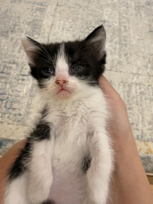 Отдадим котят, 3 девочки,