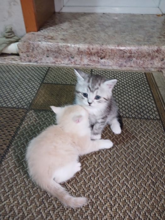 Котята в хорошме руки