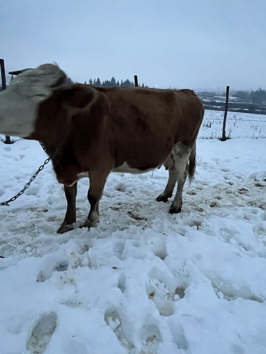 De vanzare vaca de 9 ani