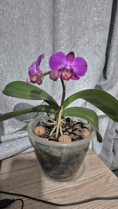 Орхидея  фаленопсис