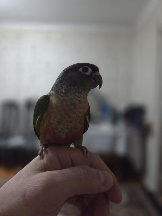 Продам ручные папугаи перура