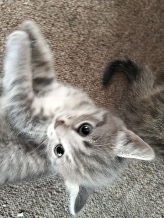 Котята ищут дом хороший