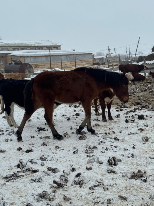 Байтал сатамын! Продам кобылку!