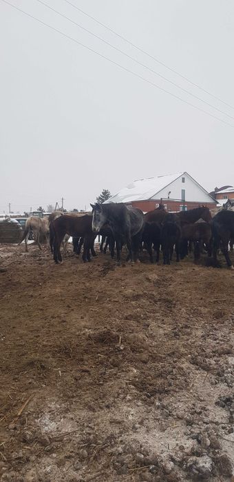 Продам орловских кобыл