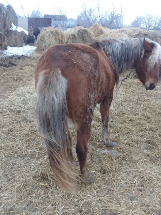 Продам кобылу. На откорме.