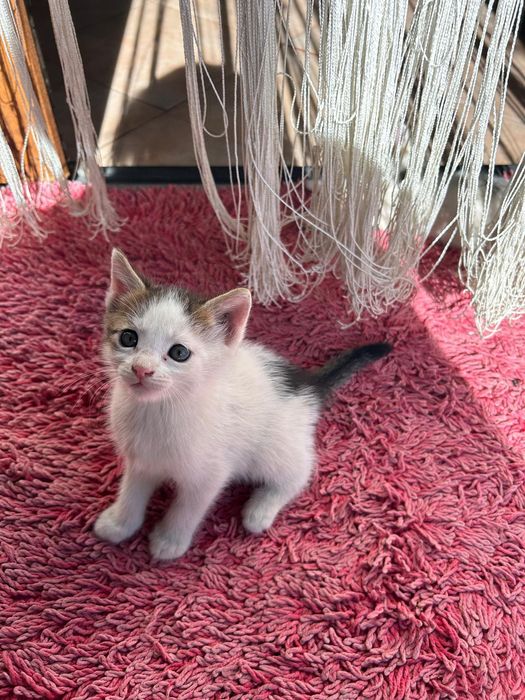 Pisicuțe pentru adopție