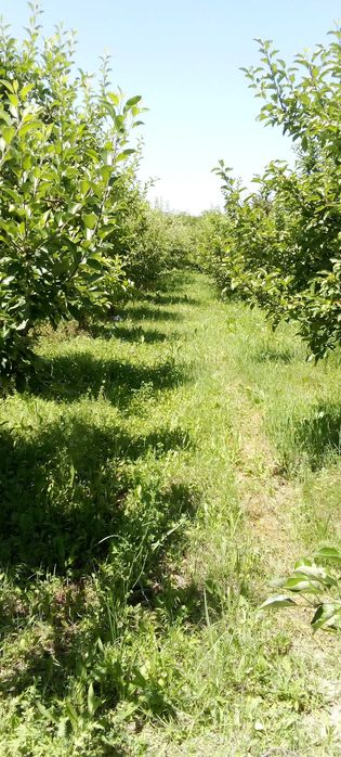Vănd teren livada 1,8ha.