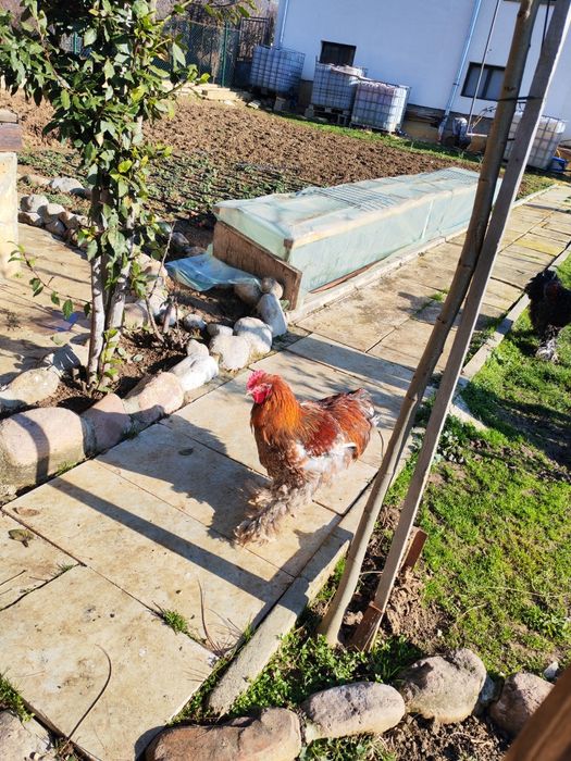 Продавам много красиви  петли