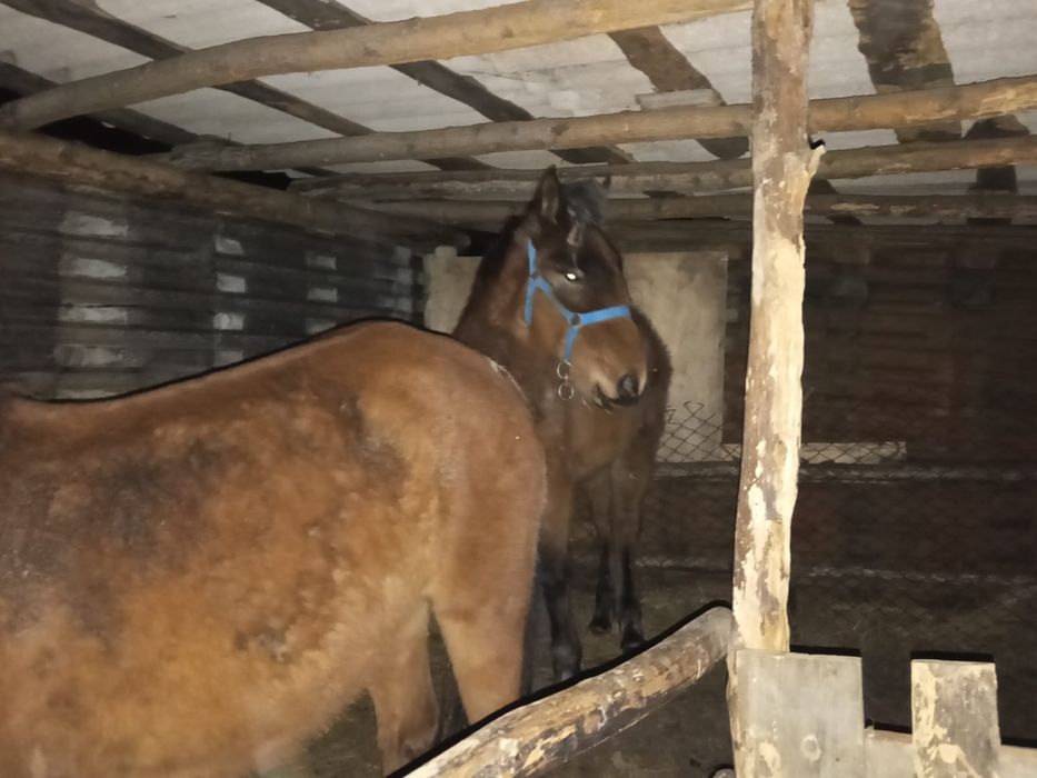 жеребёнок  11 месяцев