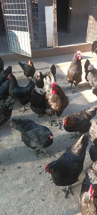 Vand oua de gaini negre australorp.