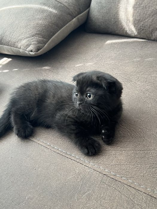 Шотландско клепоухо коте