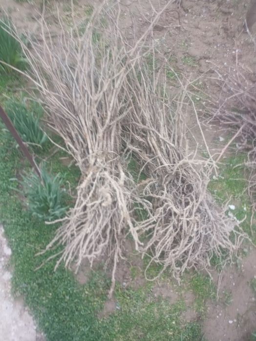 Uzum  kòcatlari va qalamchasi ZARKENT