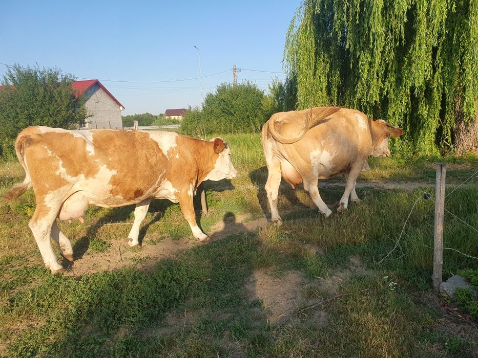 Vand 2 vaci baltate