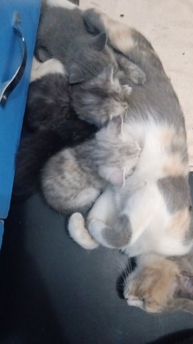 Котята породистые