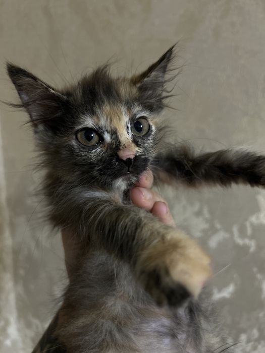 Котята 2 месяца девочки