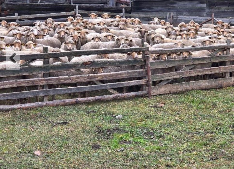 Vând oi Berke, 100 buc