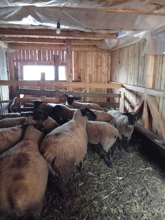 Oi suffolk  de vânzare