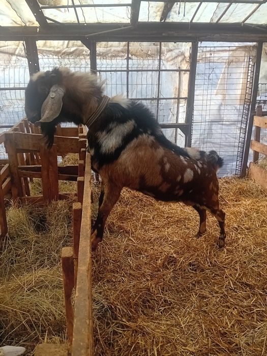 IEZI  ANGLONUBIAN ,metiss saanen cu anglonubian