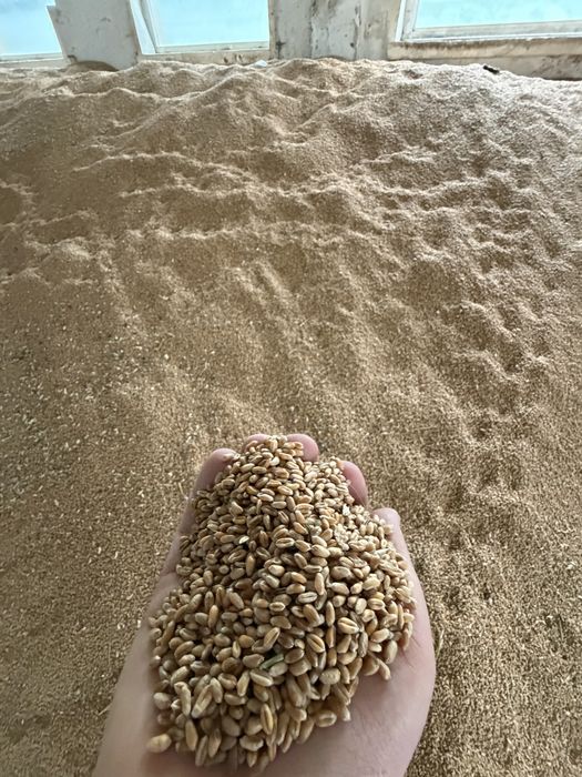 Porumb si grau de vanzare