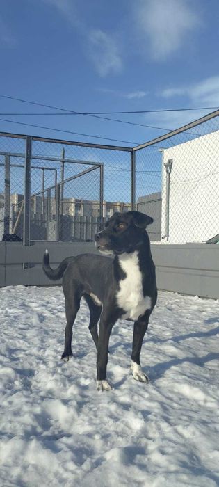 Собаку -мальчика в добрые руки