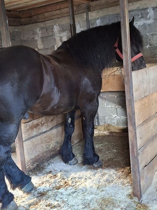 Vând armăsar de 6 ani