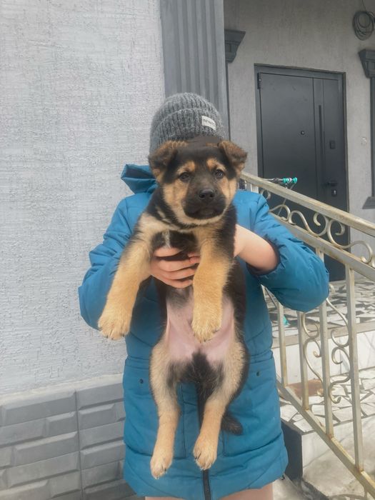 Отдам в хорошие руки!