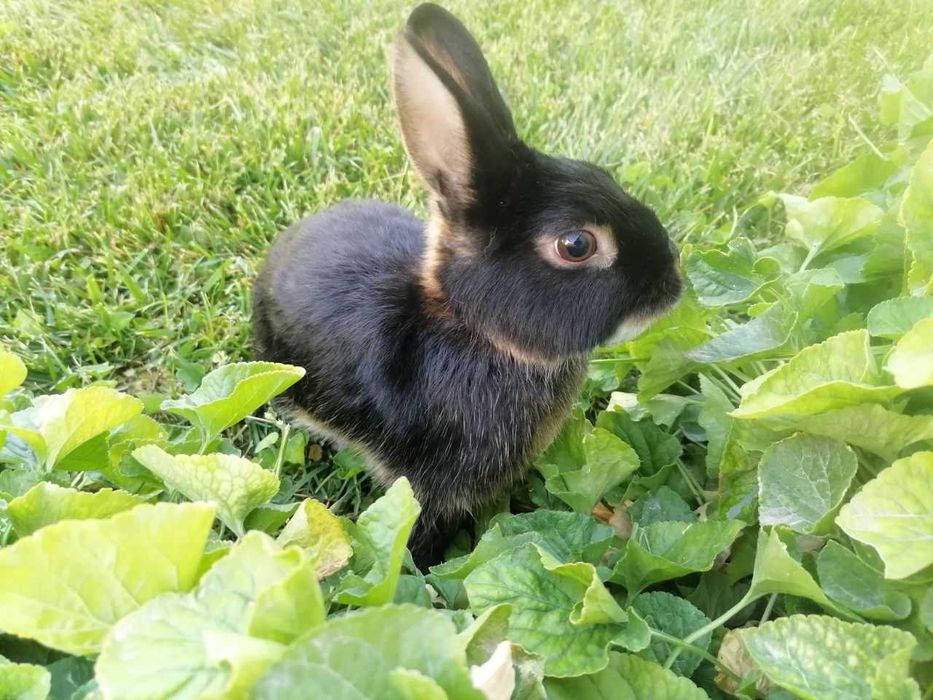 Karlik tikka quloq sames (erkak)